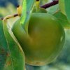Diospyros kaki
